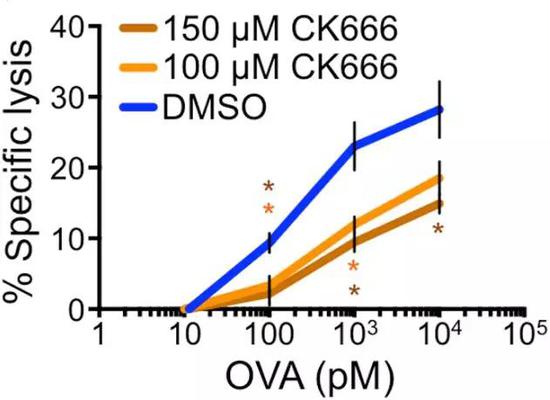 CK666作用下，T細(xì)胞對靶細(xì)胞裂解能力明顯下降